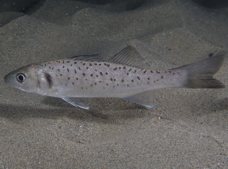 Bass identification photograph