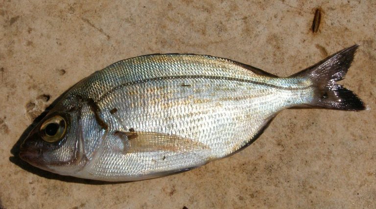 Black bream identification photograph
