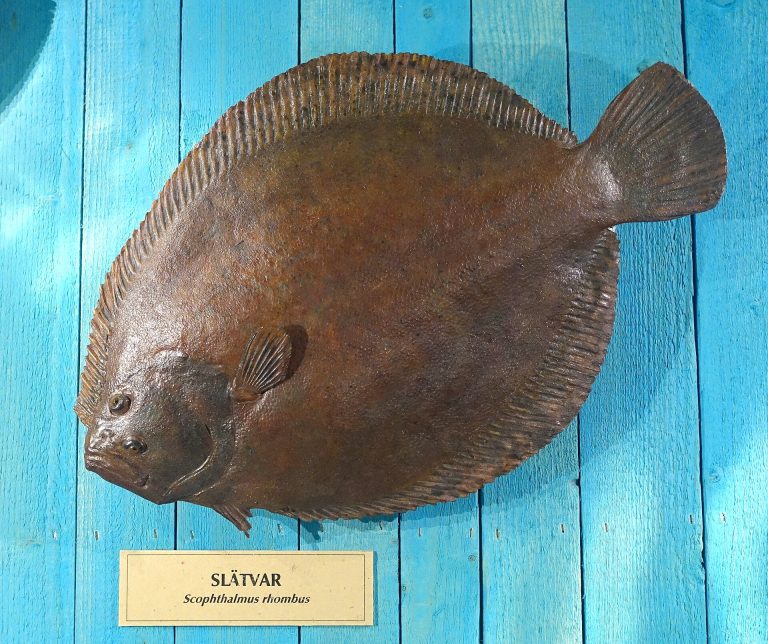 Brill identification photograph