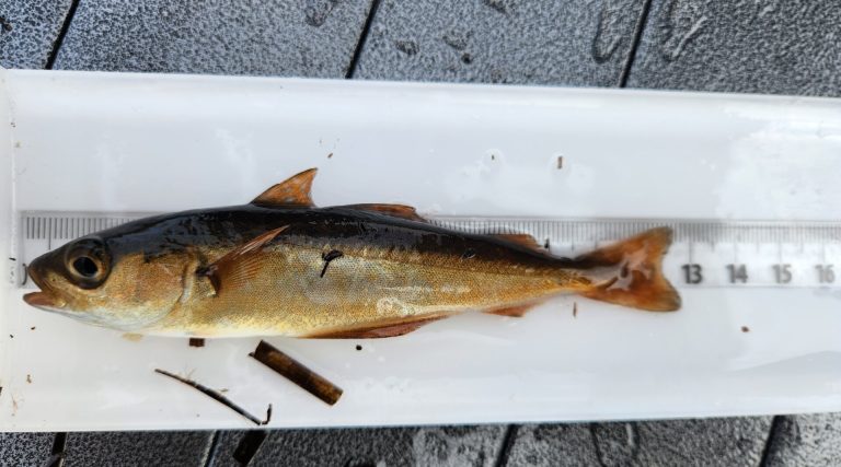 Coalfish identification photograph