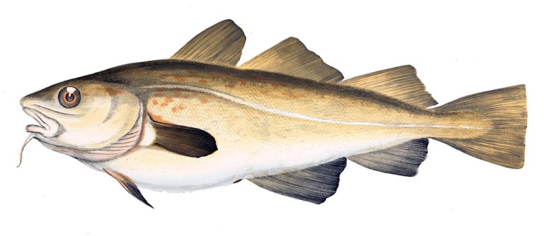 Cod identification photograph