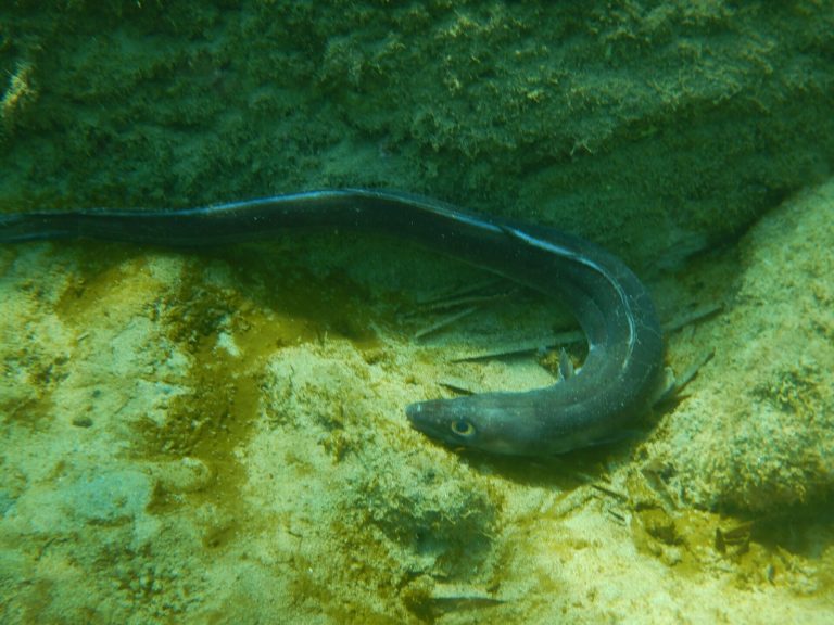 Conger eel identification photograph