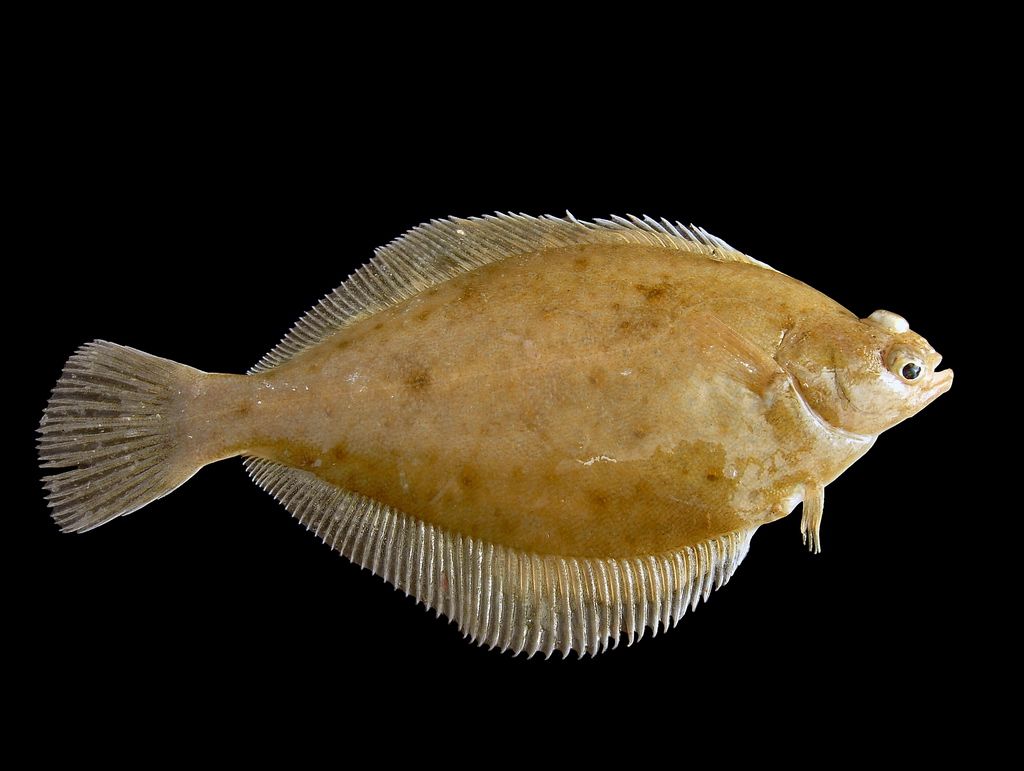 Dab identification photograph