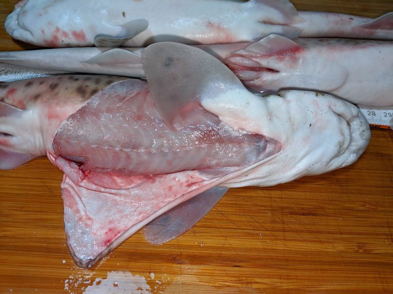 Lesser-spotted dogfish identification photograph