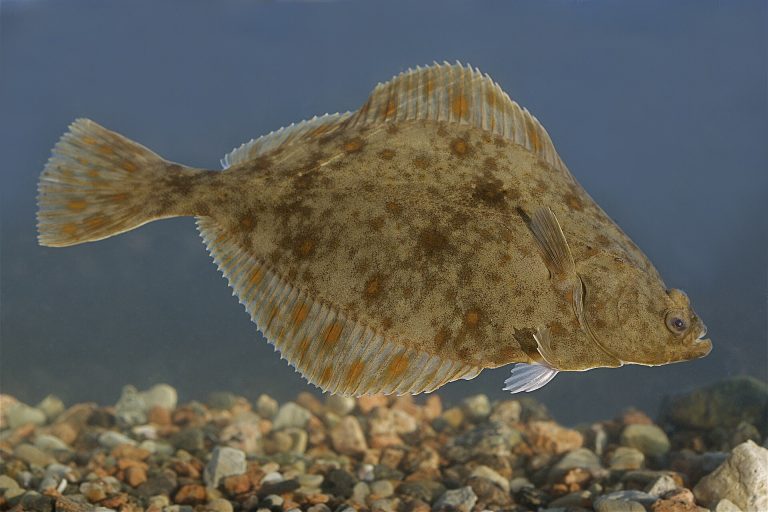 Flounder identification photograph