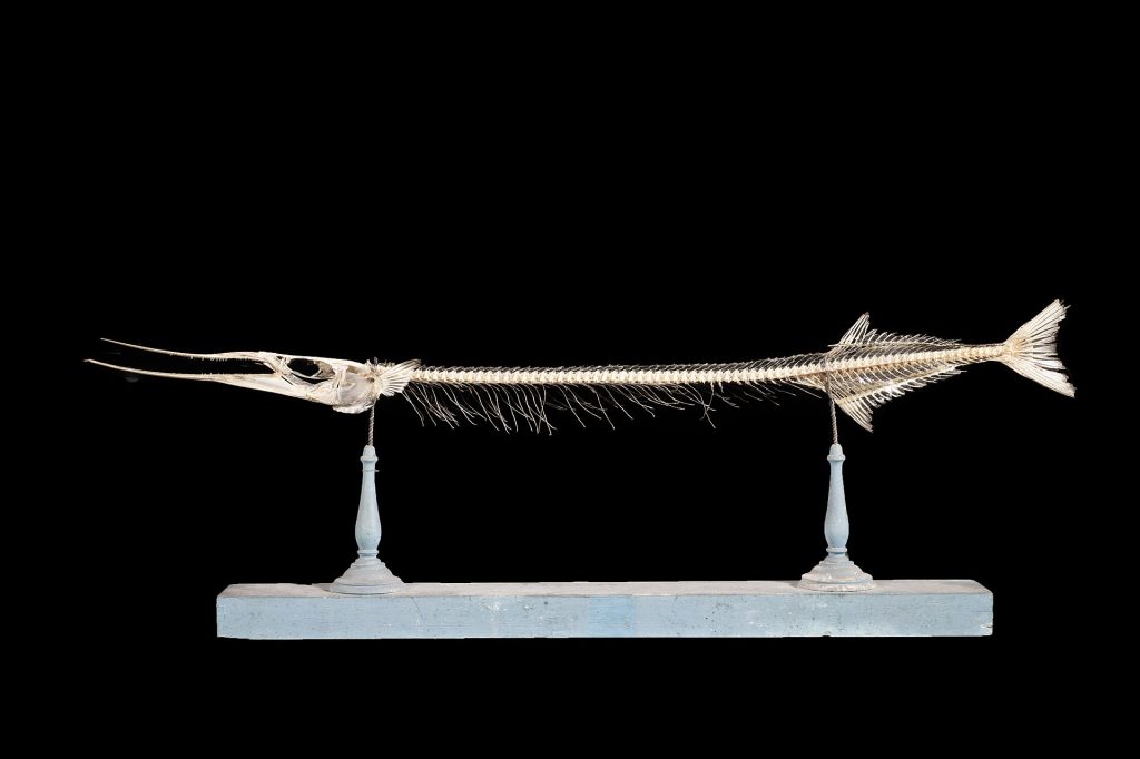 Garfish identification photograph