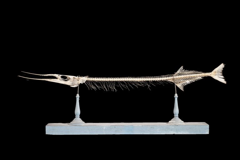 Garfish identification photograph