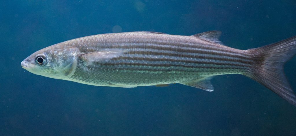 Grey mullet identification photograph
