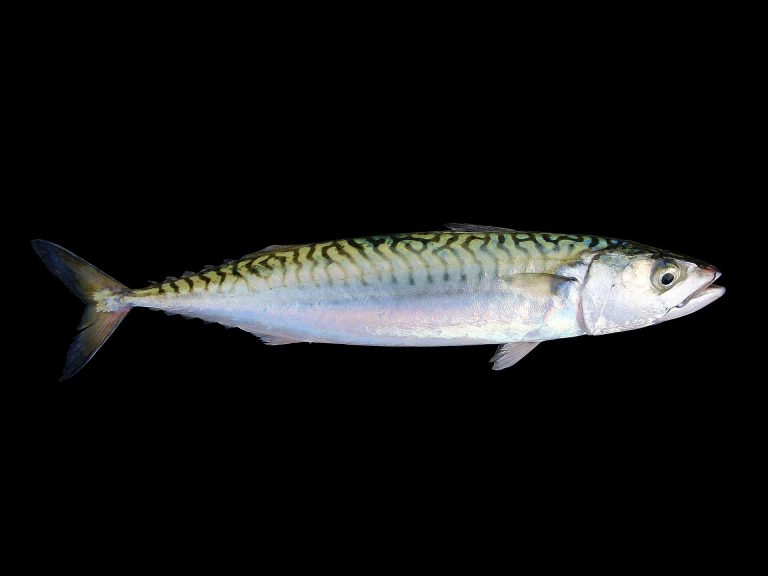 Mackerel identification photograph