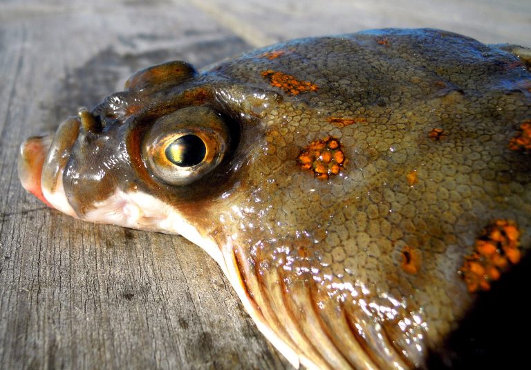 Plaice identification photograph