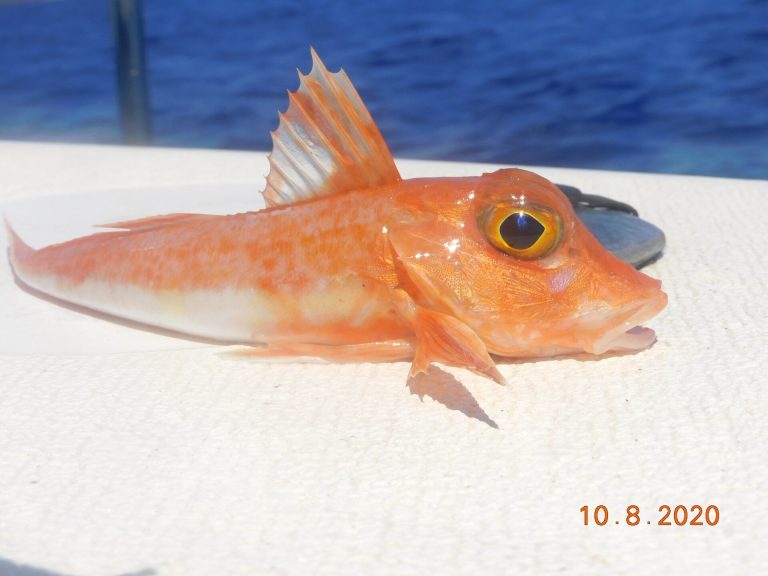 Red gurnard identification photograph