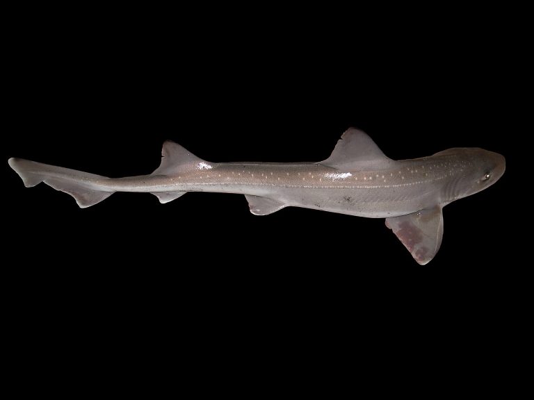 Smoothhound identification photograph