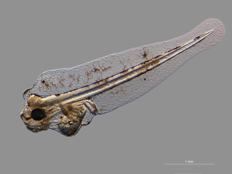 Dover sole identification photograph