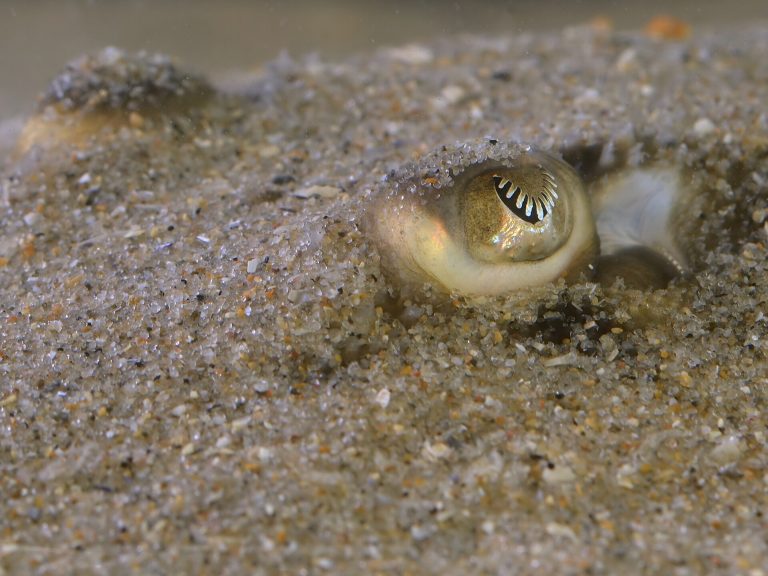 Thornback ray identification photograph