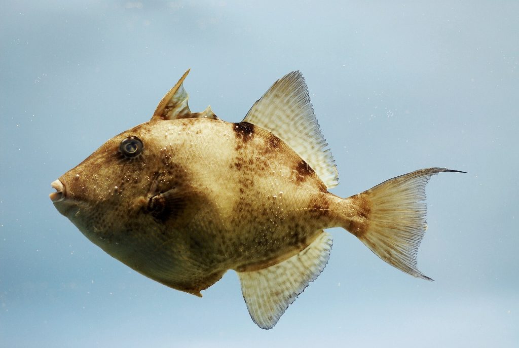 Triggerfish identification photograph