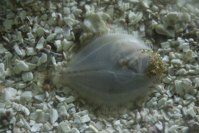 Turbot identification photograph
