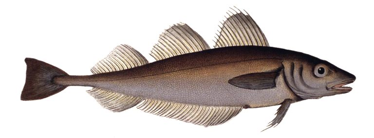 Whiting identification photograph
