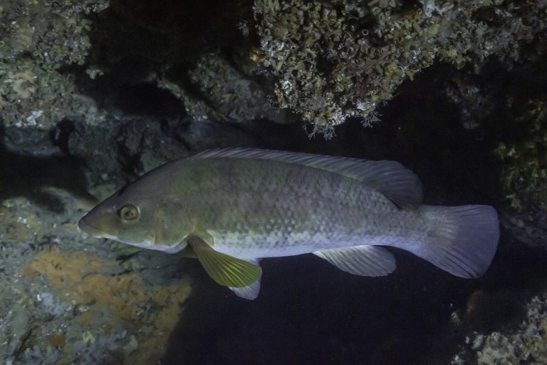 Ballan wrasse identification photograph